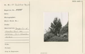 Douglas fir at Mountain Point near Ketchikan. Chris Schrader residence. Pseudotsuga menziesii. Douglas fir at Mountain Point near Ketchikan. Chris Schrader residence. Pseudotsuga menziesii.