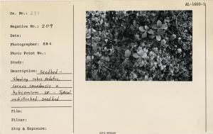 Seedbed showing rubus pedatus, cornus canadensis & hylocomium sp. Typical undisturbed seedbed. Seedbed showing rubus pedatus, cornus canadensis & hylocomium sp. Typical undisturbed seedbed.