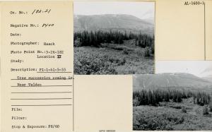 PI-1-41-5-55. Tree succession coming in. Near Valdez. Photo point: 5-26-182, Location II.