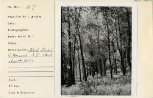 Mixed Birch / Cottonwood ST stand Hewitt Lake.