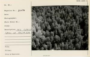 CFL cottonwood / birch / spruce at Hewitt Lake.