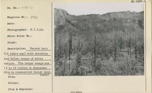 Recent burn (16 years ago) with standing and fallen snags of white spruce. The larger snags are 12 to 16 inches in diameter; this is commercial forest land. Matanuska River Valley.