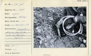 Swanston placing pore tube into drilled hole, Hollis.