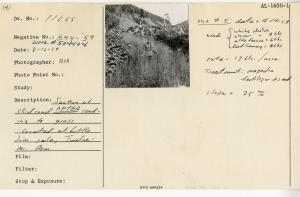 Section of skid road AFTER seeding to grass. Located at Little Jim sale, Twelvemile Arm, Plot#5. Date: 4-14-1959. Seed: white dutch clover = 9 lbs., alto fescue = 6 lbs., reed canary= 4 lbs. Rate: 13 lbs/acre. Treatment: magadin fertilizer + seed. Slope: 25%.