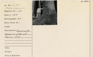 Picea sitchensis. Husvik with spruce on slide at Harris River.