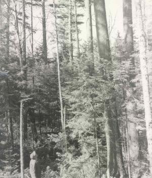 Overstory of 100-year-old white pine with dense understory of tolerant balsam fir and red spruce. This is typical in this vicinity. There is little opportunity for new white pines. These 100-year-old pines originated after an extremely hot fire burned heavy softwood slash.