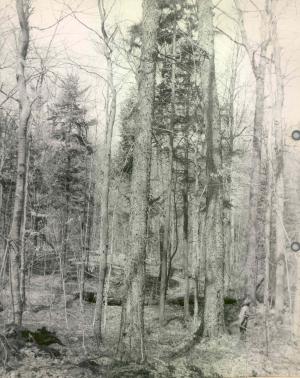 Large yellow birch more than 200 years old, before the stand was cut.