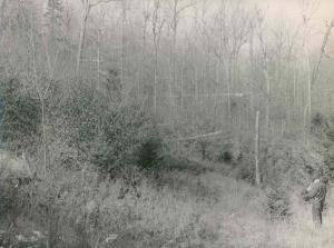 Selection plot in background. Cut back to 70 sq. ft. basal area in 1938 and again in 1948. This was too much overstory for hard maple, yellow birch, and white ash seedlings.