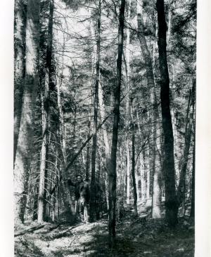 Dense stand of red spruce and white birch poles. Much of the birch was poisoned in 1954. G. Lavoy in photo. Taken N30E from photo station located 2.3 chains S76W from plot stake 19-59. Stand before 1955 cutting