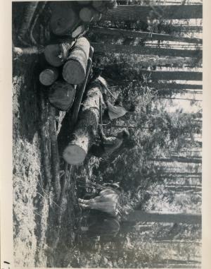 Bert and Ernest Sussice decking white pine logs. Initial cut to establish a shelterwood for reproduction.