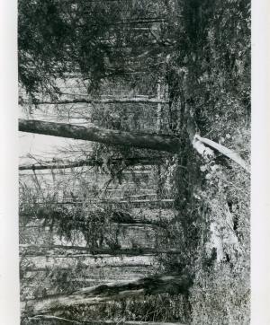Taken N10W from plot stake 31-59. Stand before cutting, but after 1953 poisoning.
