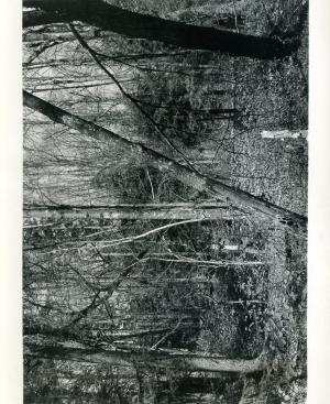 Taken due N from a point about 15 feet south of plot stake 32-59. G. Lavoy in photo. Stand before cutting, after 1953 poisoning.