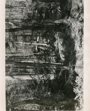 Taken N10W from a point about 20 feet S45E of plot stake 33-60. Stand before cutting, but after 1953 poisoning.