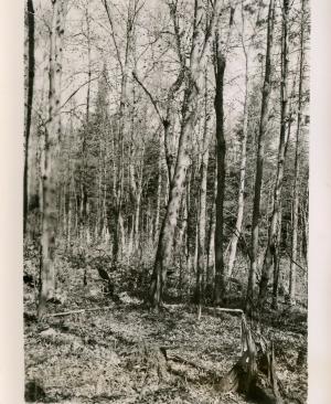 Taken N30W from point about 30 feet S40E from plot stake 33-56.