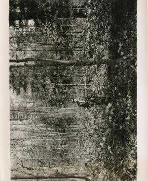 Taken N from a point 30 feet south of plot stake 33-53. G. Lavoy in photo. Taken N from a point 30 feet south of plot stake 33-53. G. Lavoy in photo.