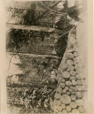 S. Monette and D. Horner piling pulpwood in the woods. Stand visible in background.