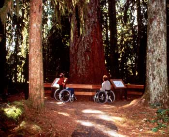 Photo of two people using wheelchairs sitting at the base of a huge tree. Interpretive signs are mounted on a wooden rail protecting the tree from foot traffic.