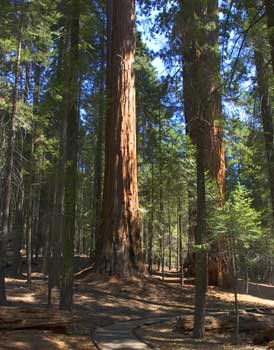 Photo of a trail winding through a grove of large sequoia trees.