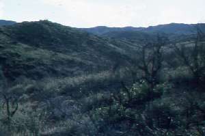 Battle Flat watershed chapparal