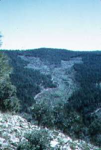 Treatment of mixed conifer to increase water yield