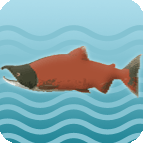 sockeye salmon image