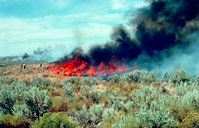 sagebrush habitat fire