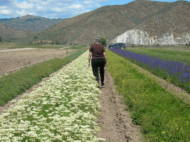 Forbs being grown for seed increase at Lucky Peak Nursery