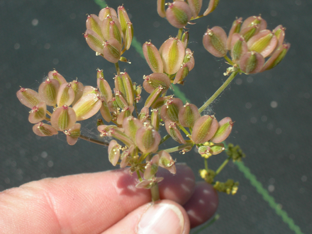 Lomatium triternatum seed head