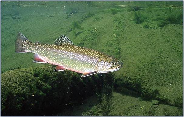 Brook Trout