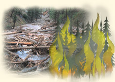Forest Fire Image