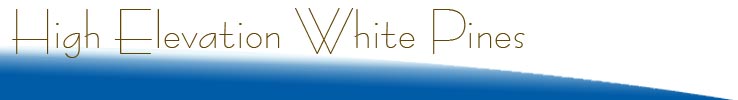 High Elevation White Pines
