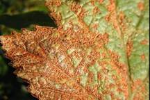 Rust on ribes