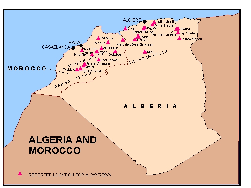 Map 1 Distribution of Arceuthobium oxycedri in Morocco and Algeria