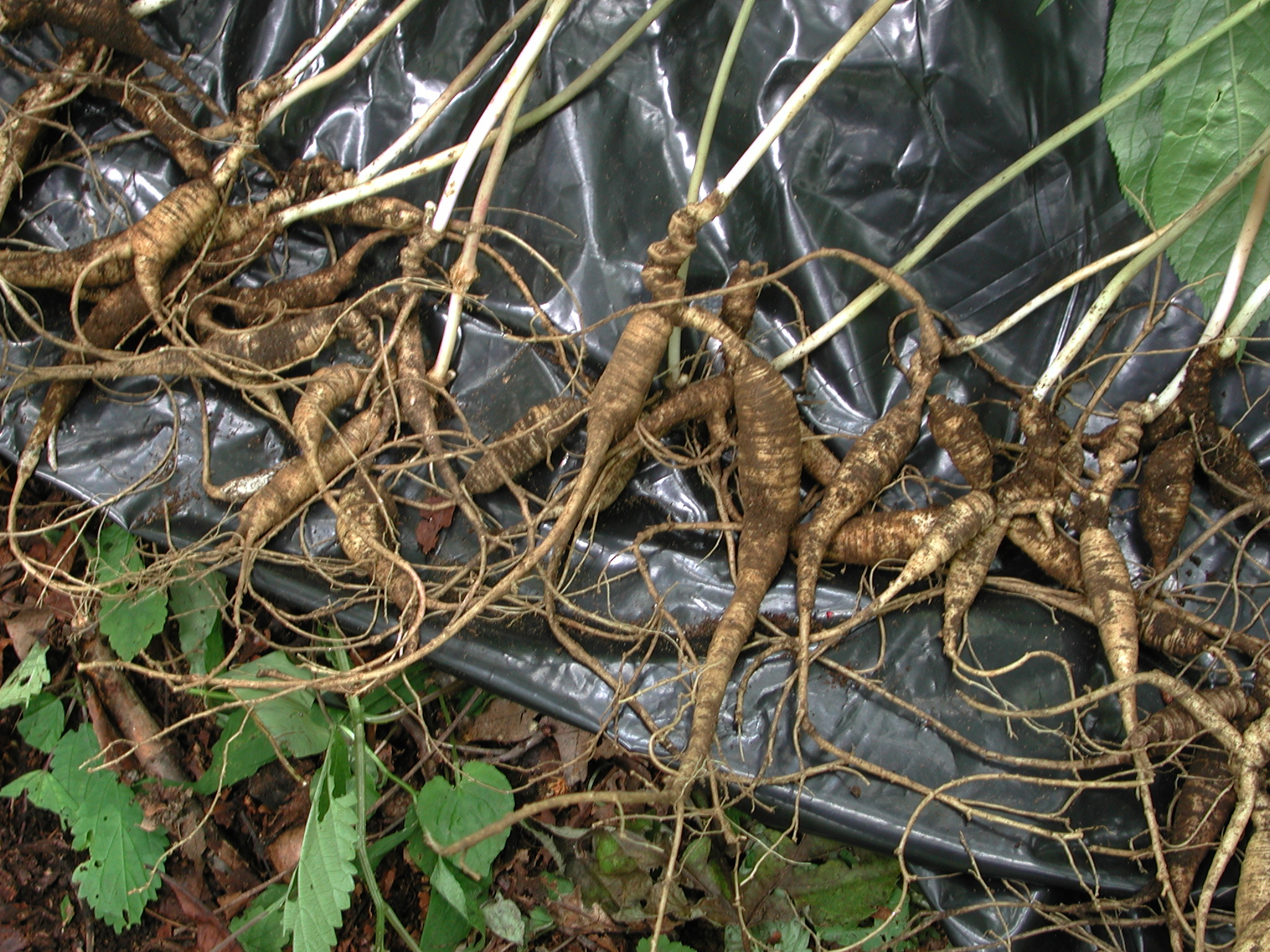 American Ginseng, in the Forest and in the Marketplace US Forest Service