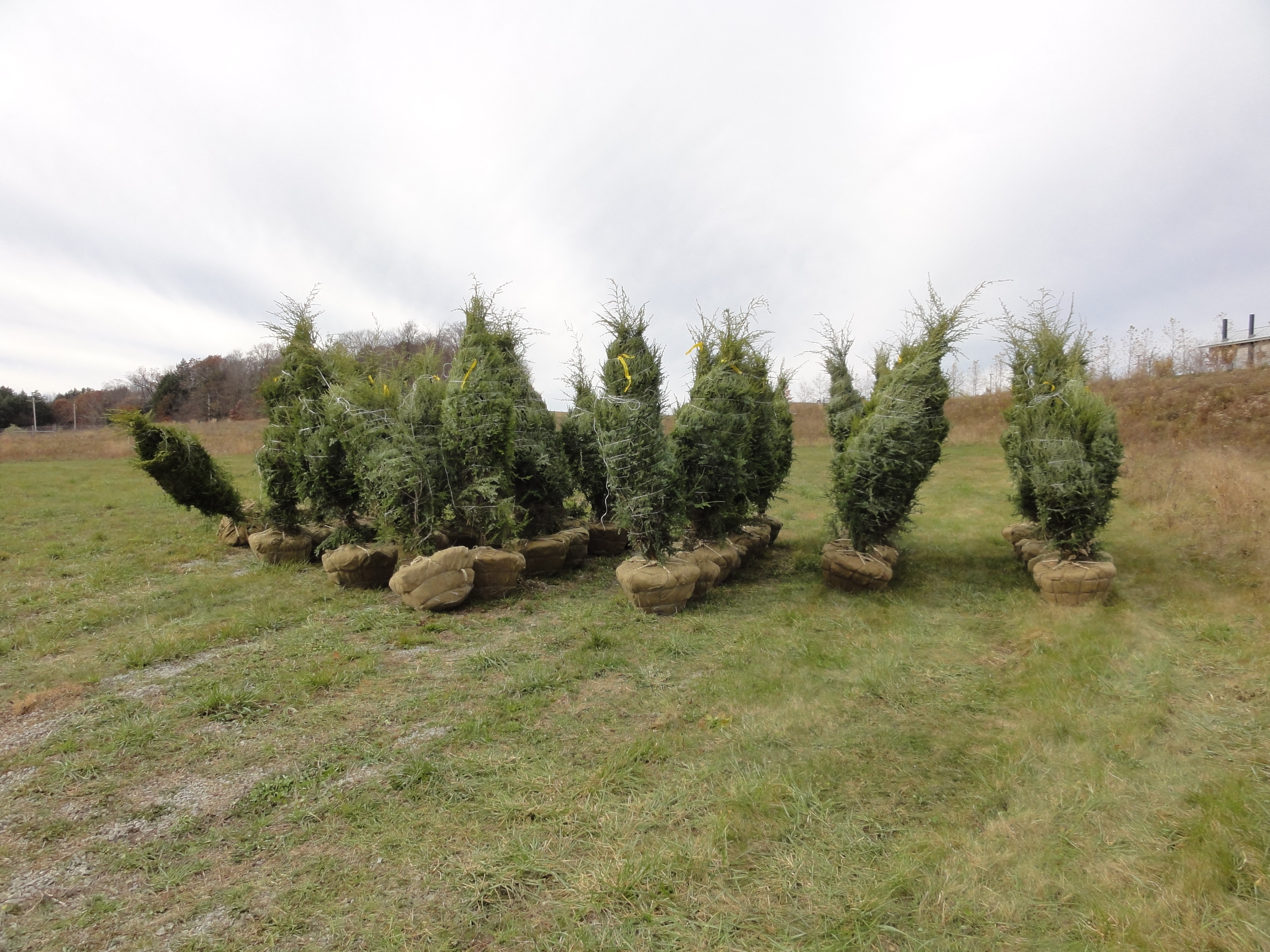 Hemlocks are placed ready to plant at the Flight 93 National Memorial near Shanksville, Pennsylvania.