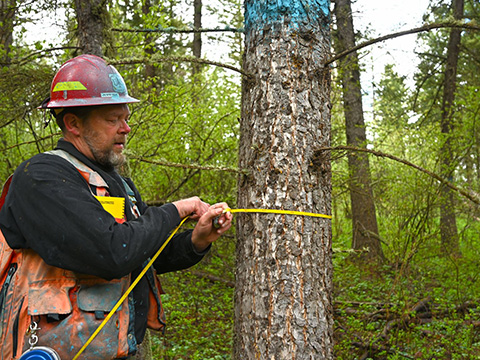 Man measuring the width of a tree