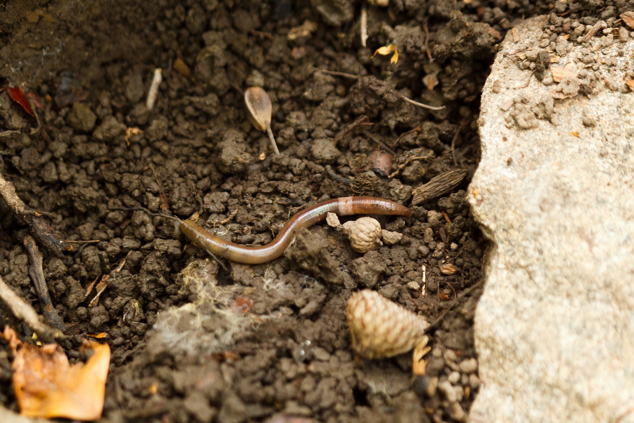 Invasive jumping worms can change their world