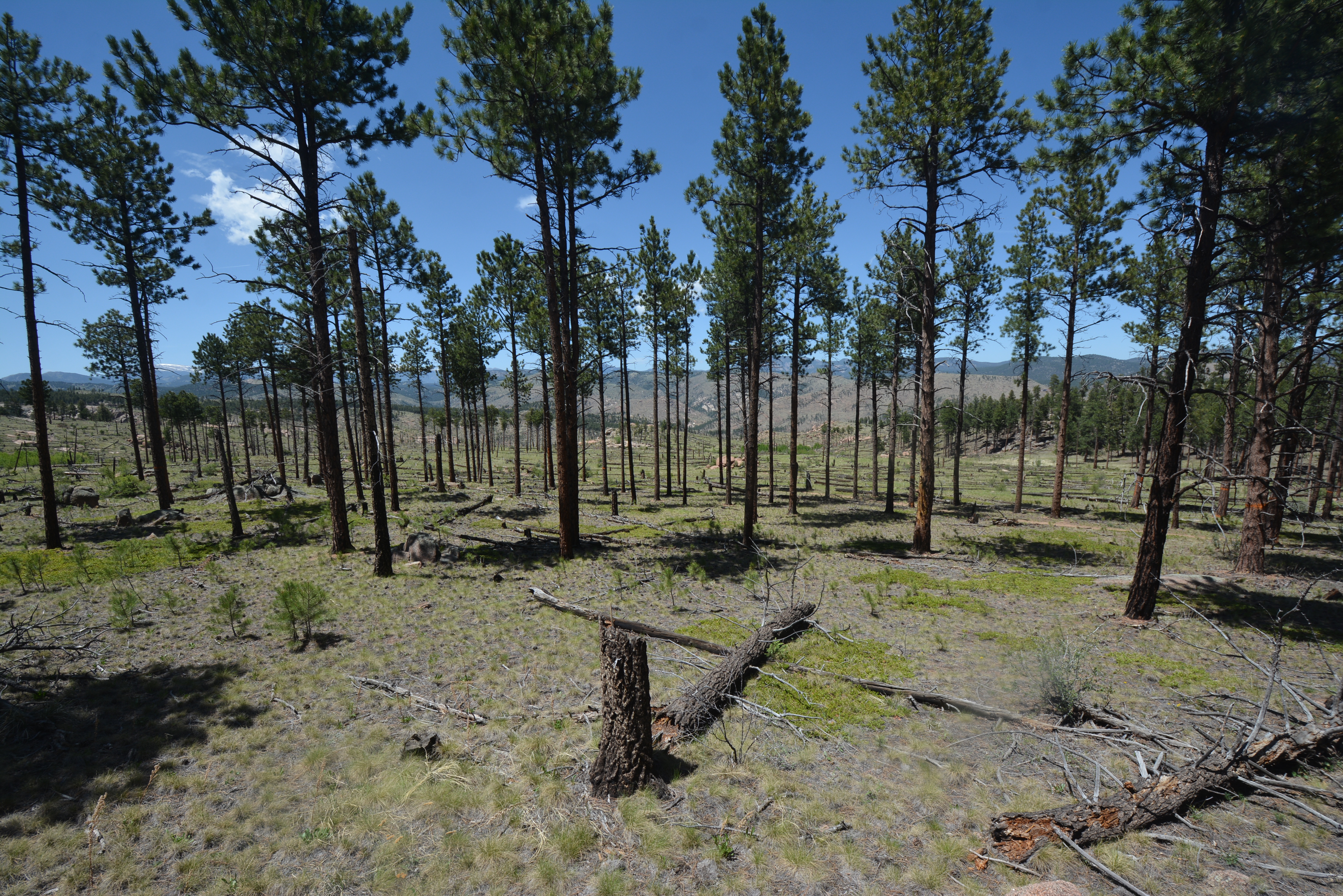 A view of the 2000 High Meadow Fire bordering the treatment area