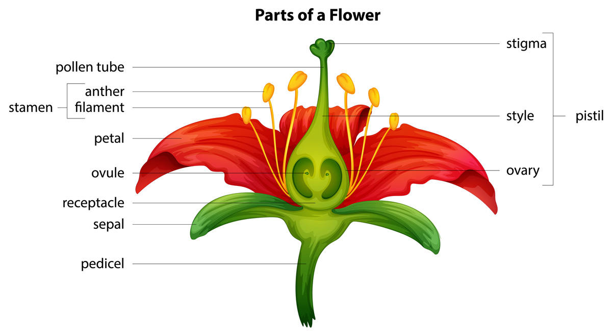 flower pollen diagram