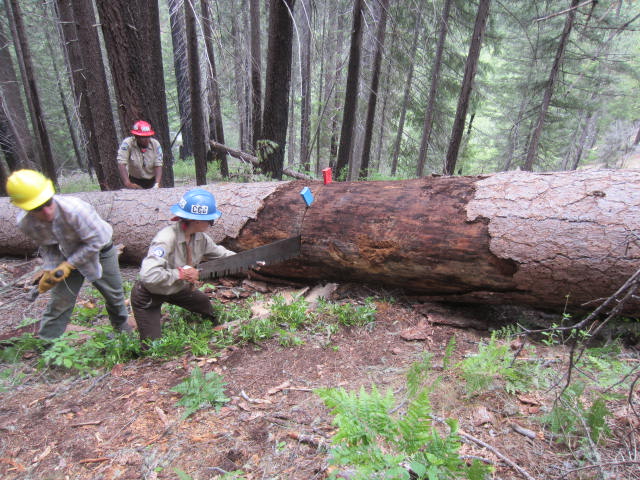 Image of trail workers using a crosscut saw.