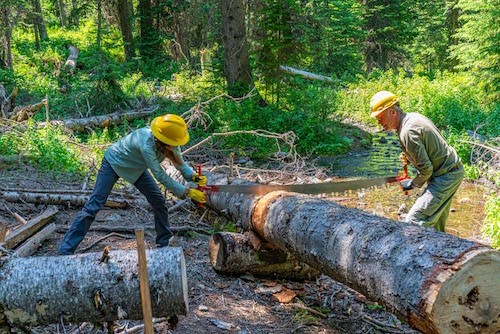 Image of trail workers cutting a log with a crosscut saw.
