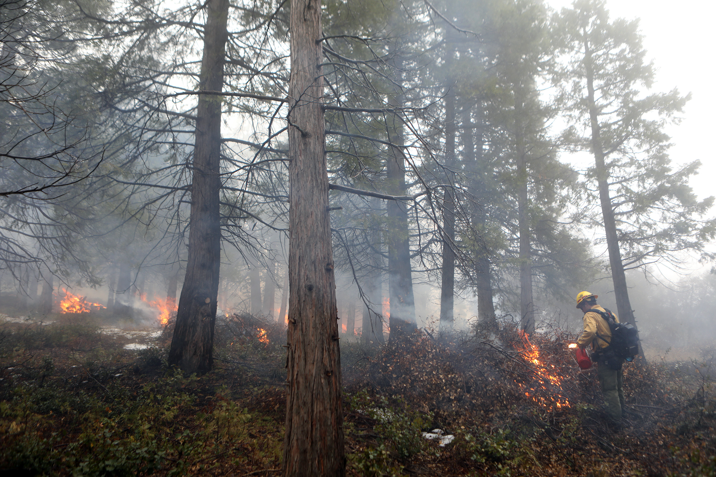 Wildland firefighter in hardhat with a drip torch lights brush in forest.