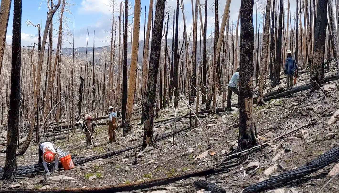 This landscape shows some of the extent of the damage to the Black Hollow site. Restoration crews are working to transplant seedlings to suitable areas within the fire scar to reduce nutrient runoff to the watershed below.