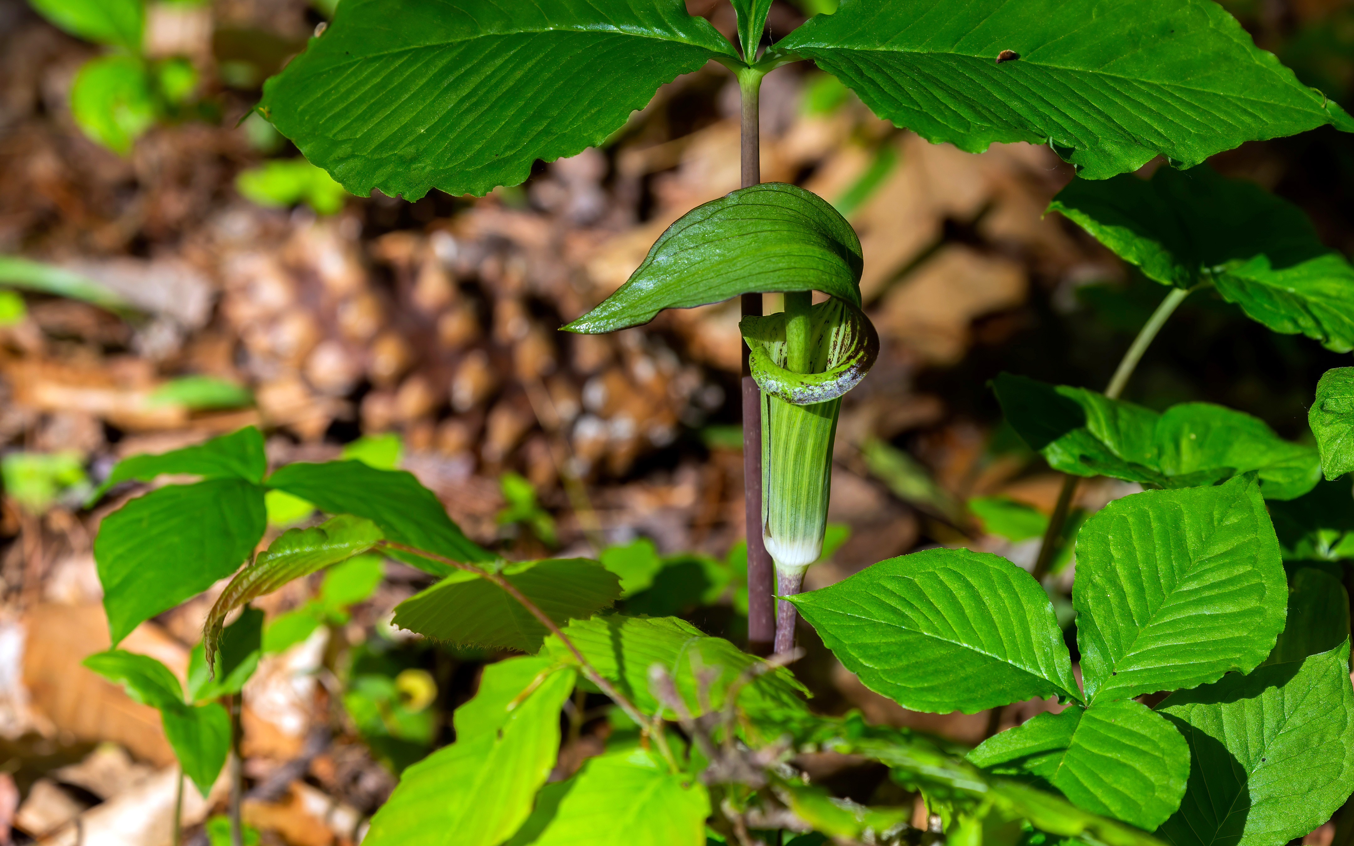 Jack-in-the-Pulpit, arisaema-triphyllum.
