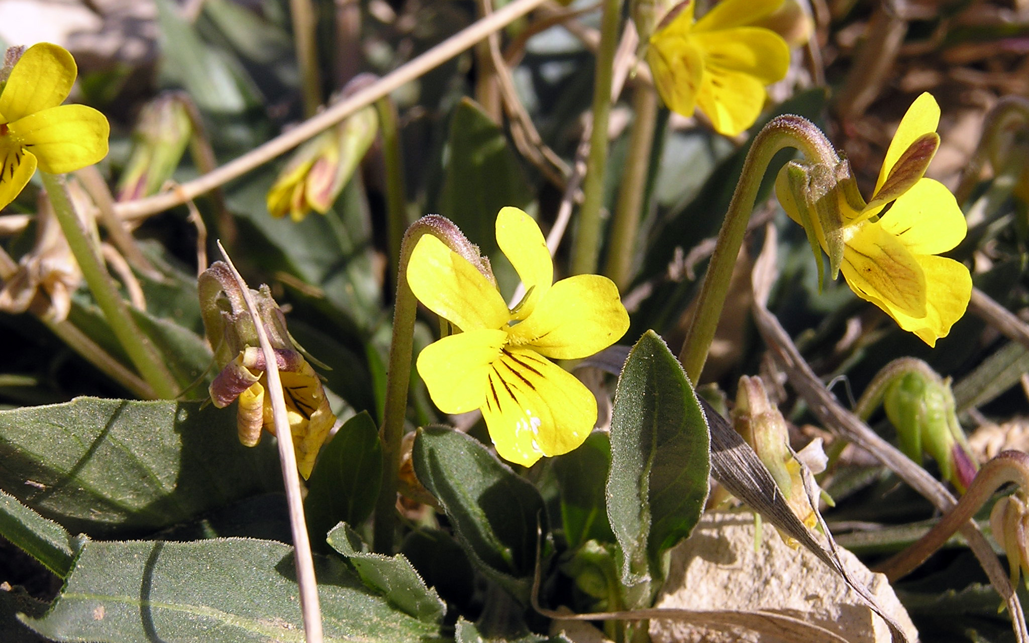 Nuttall's Violet, Viola nuttallii Pursh