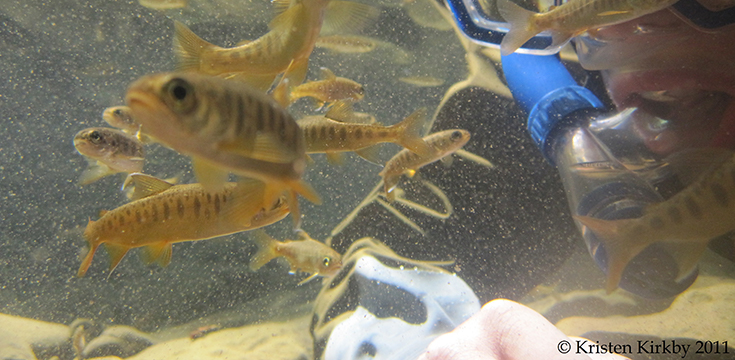 A picture of a person snorkeling underwater with a small number of salmon fry (baby salmon)