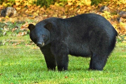 Bear Identification & Signs (Be Bear Aware) - IGBC