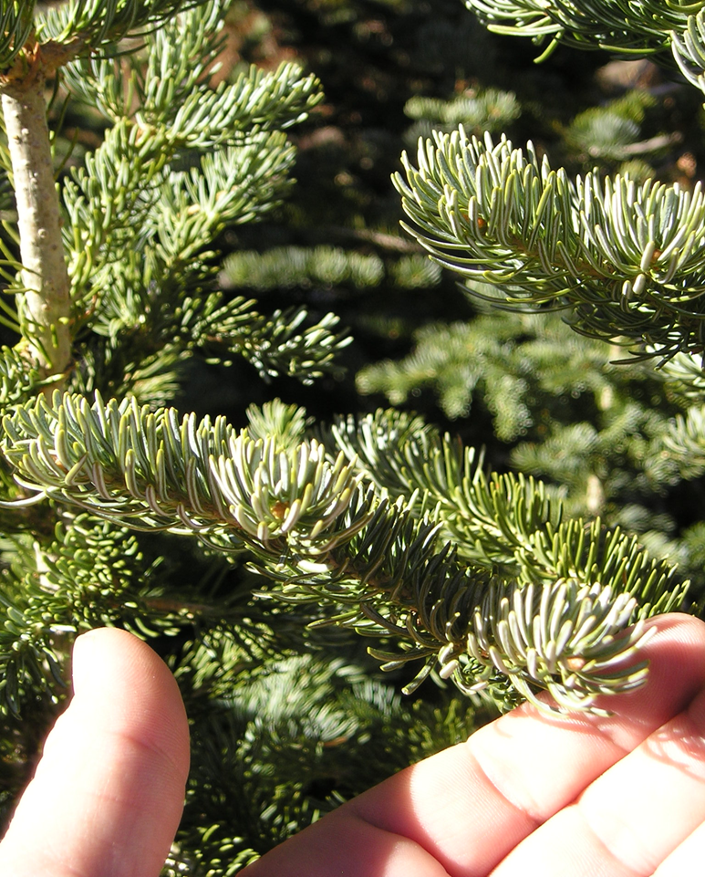 Donations | US Forest Service