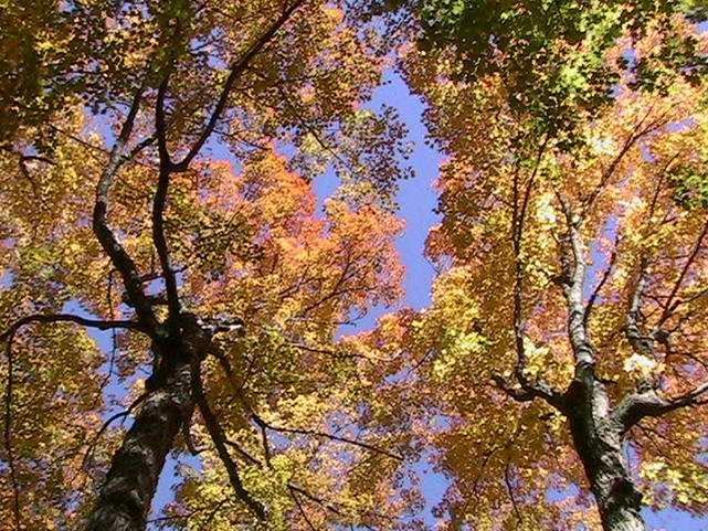forest trees