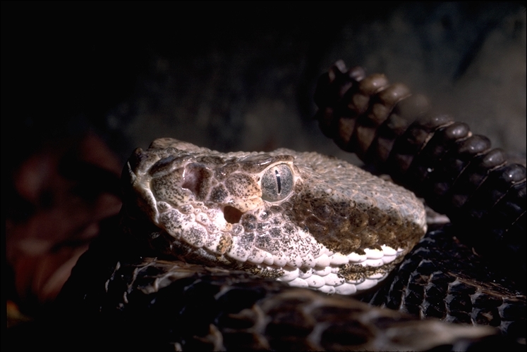 A close-up picture of a western diamondback rattlesnake